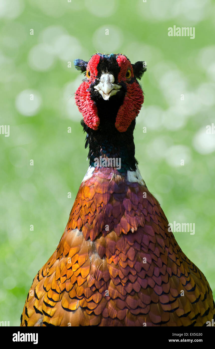 pheasant phasianus colchicus male head and face close up Stock Photo