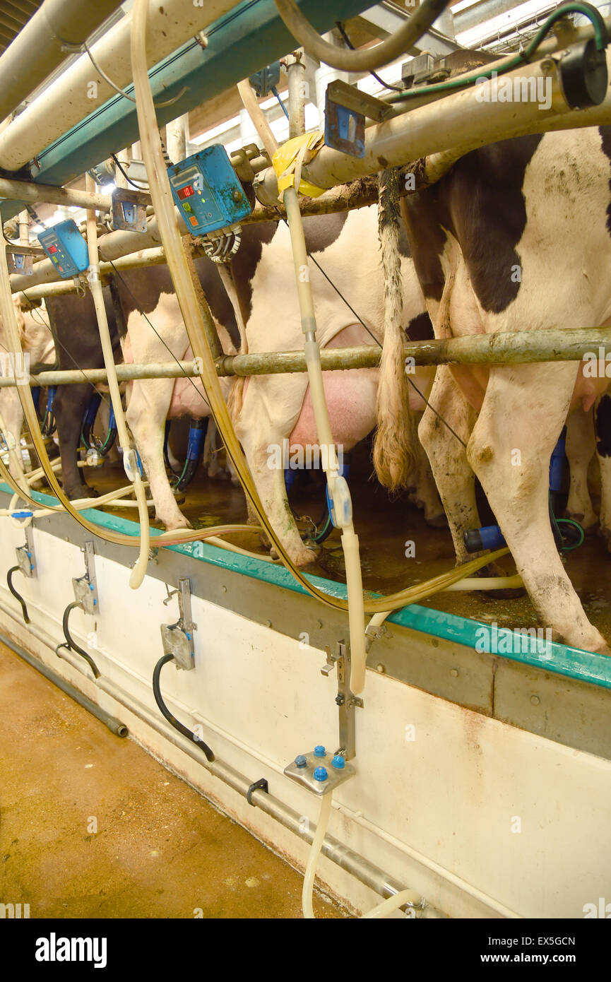 A modern pit type high speed milking station with pumps fitted to cows udders, on a dairy farm. Stock Photo