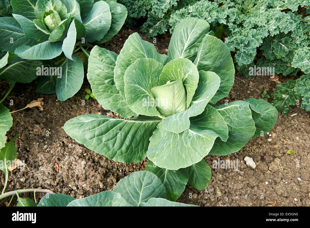 Cabbage Plants Growing in a Vegetable Garden. Stock Photo