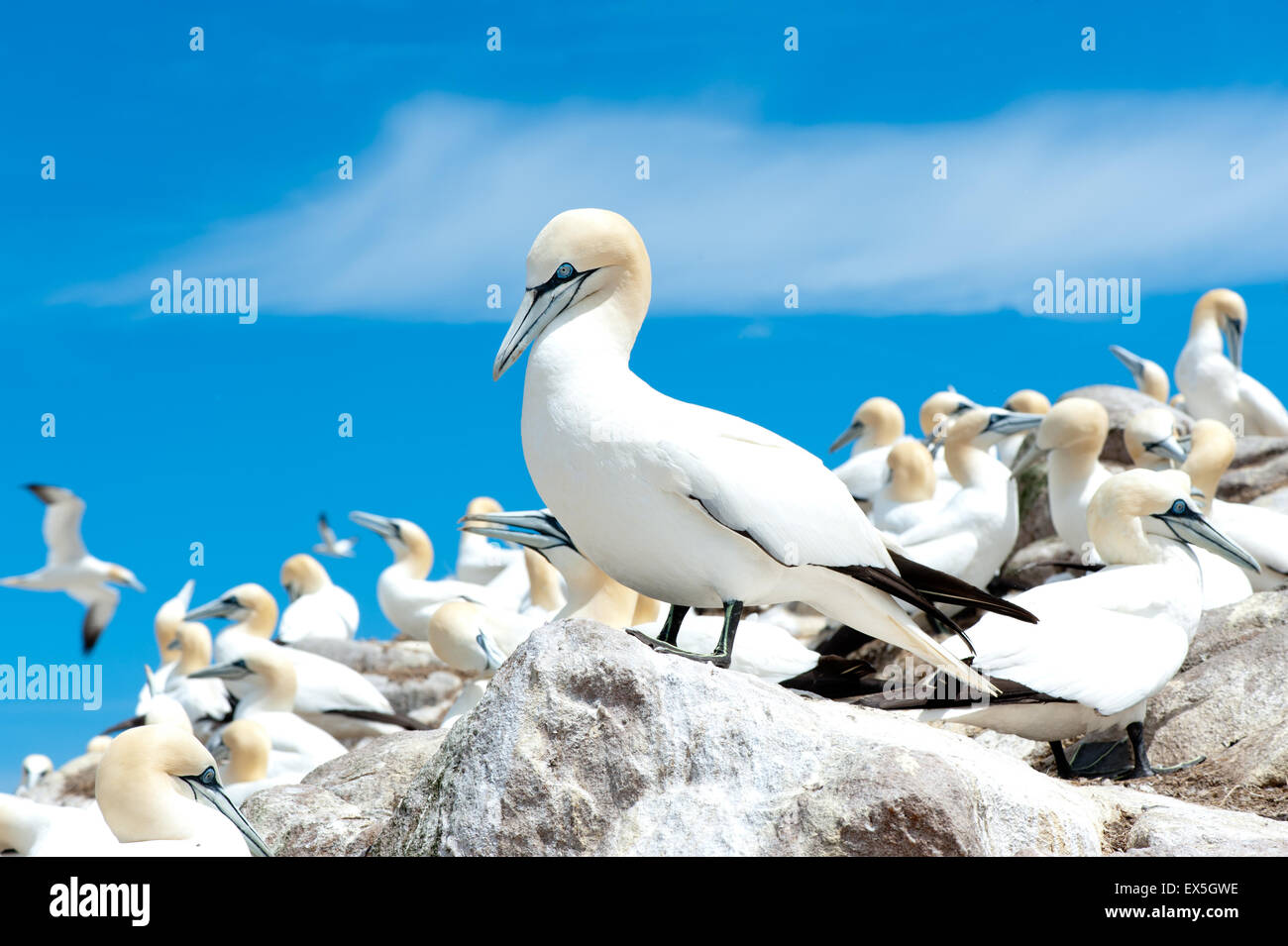 The Gannets are white birds with black tipped wings and a long bill. Stock Photo