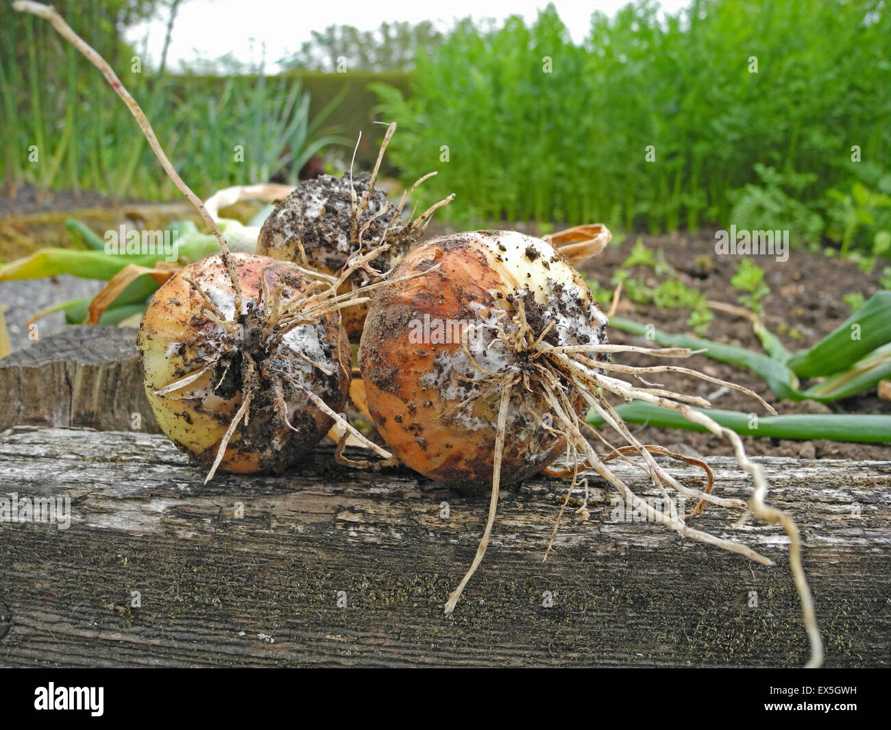White rot is a serious disease of the alliums, especially bulb onions