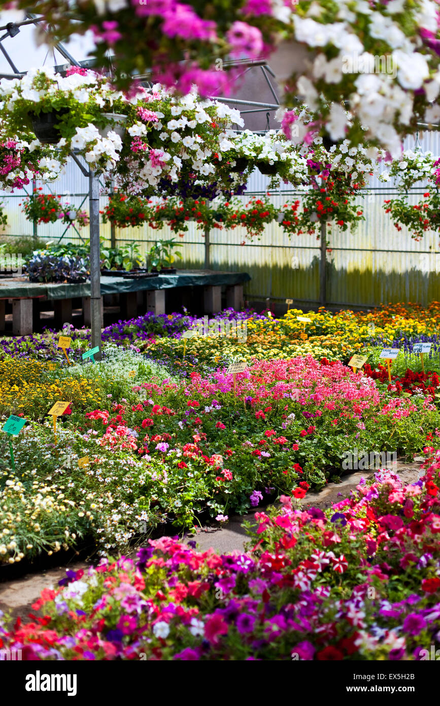 Plants and colorful flowers in a garden center Stock Photo Alamy