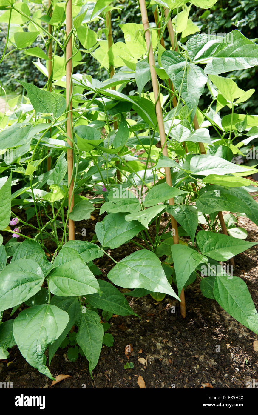 Runner Beans Growing on a Cane Wigwam. Stock Photo