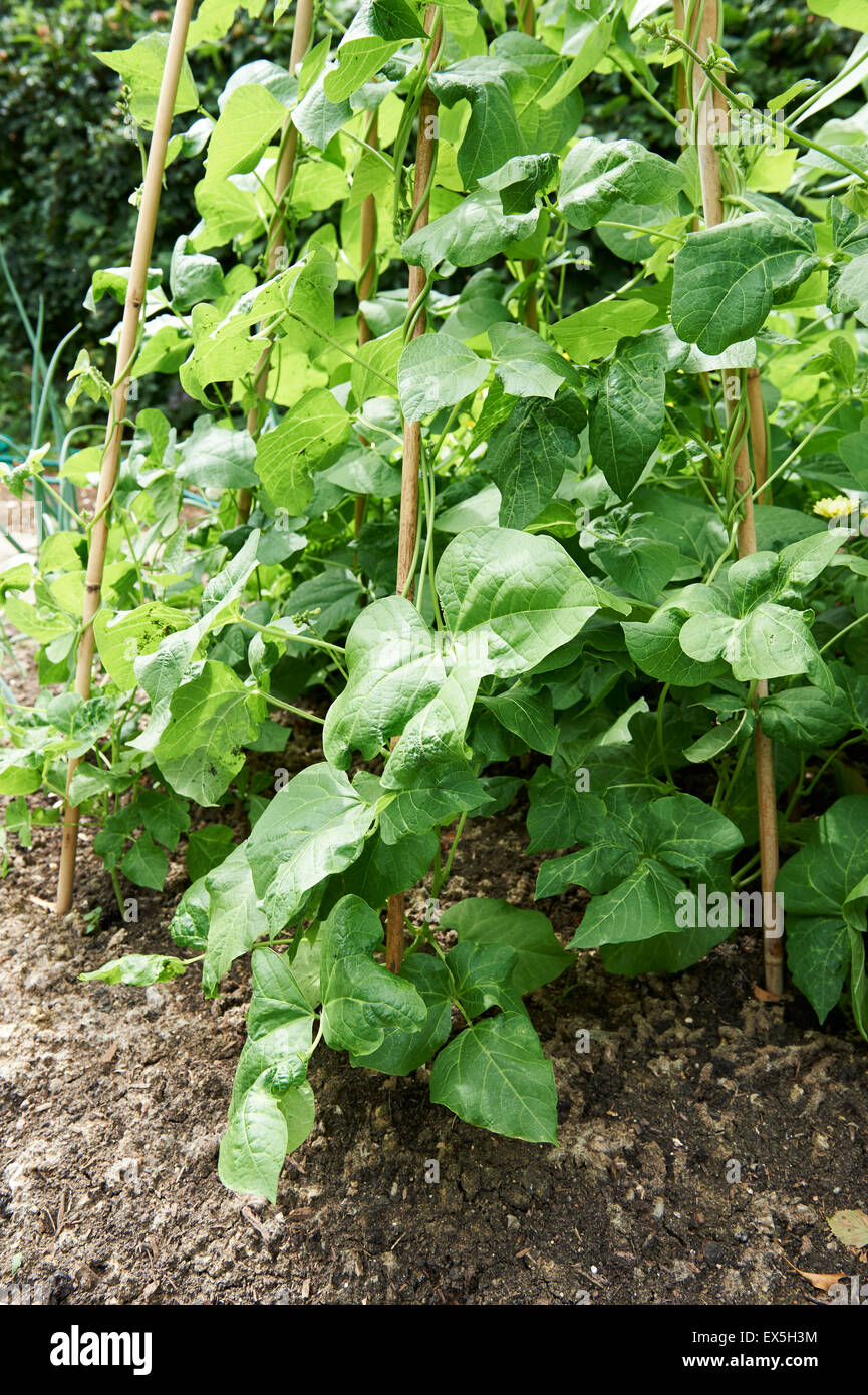 Runner Beans Growing on a Cane Wigwam Stock Photo Alamy