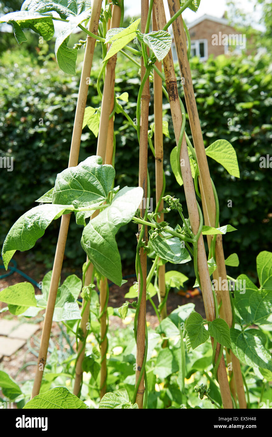 Runner Beans Growing on a Cane Wigwam Stock Photo Alamy