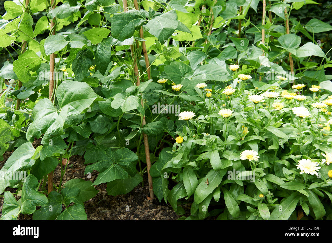 Runner Beans and Climbing Beans Growing on Cane Wigwams with Marigolds