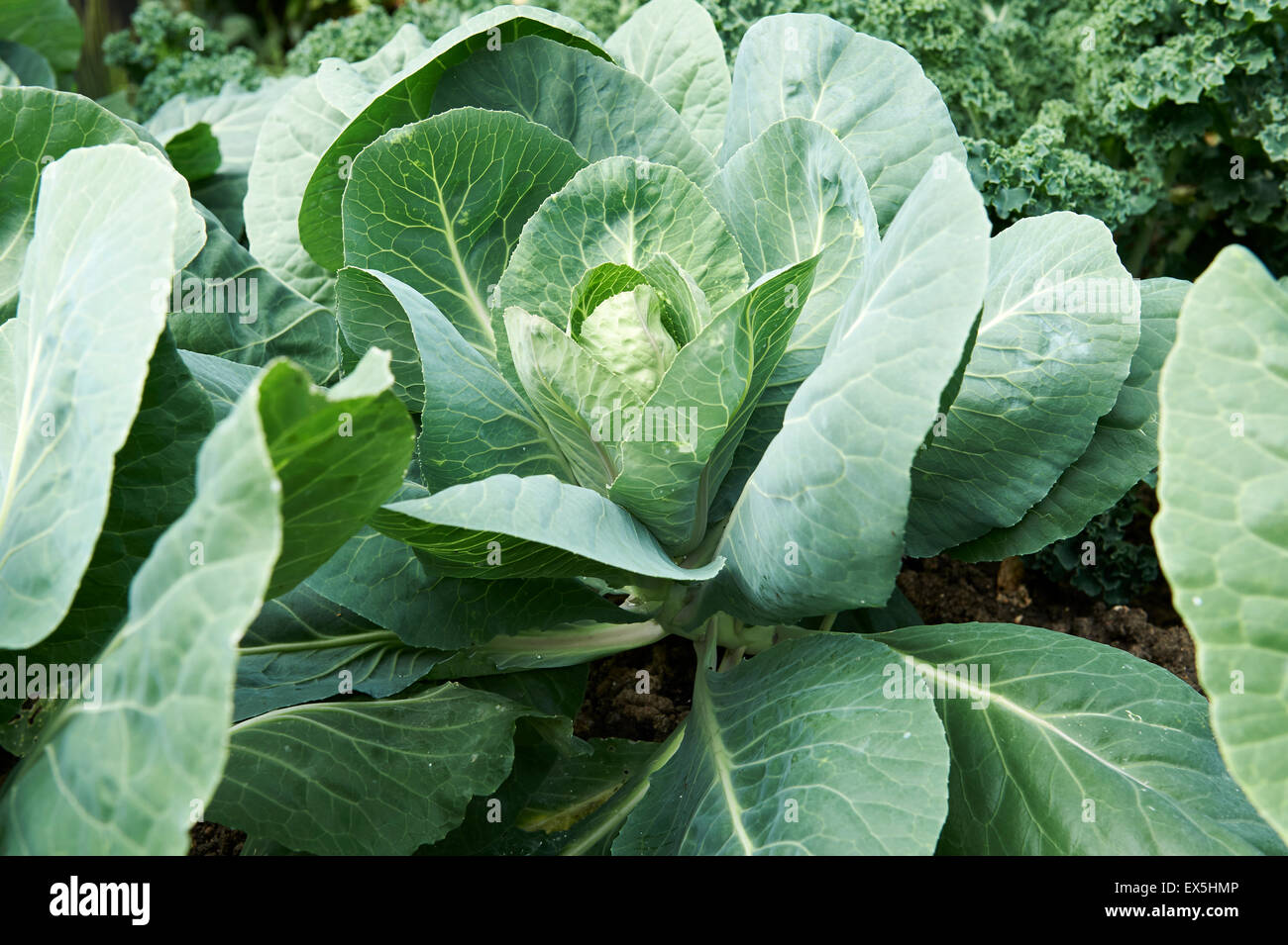 Cabbage Plants Growing in a Vegetable Garden. Stock Photo