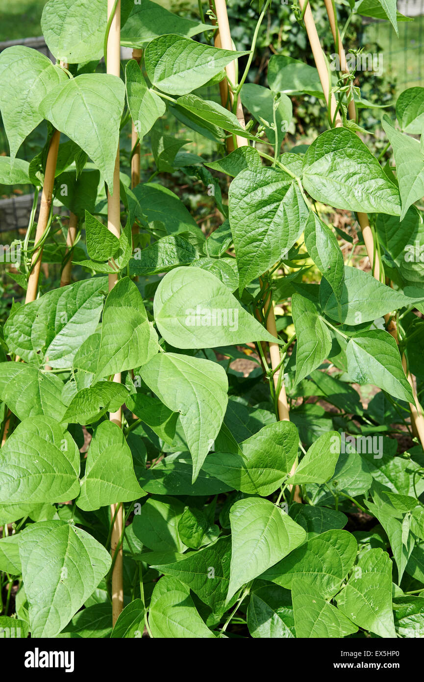 Runner Beans Growing on a Cane Wigwam. Stock Photo