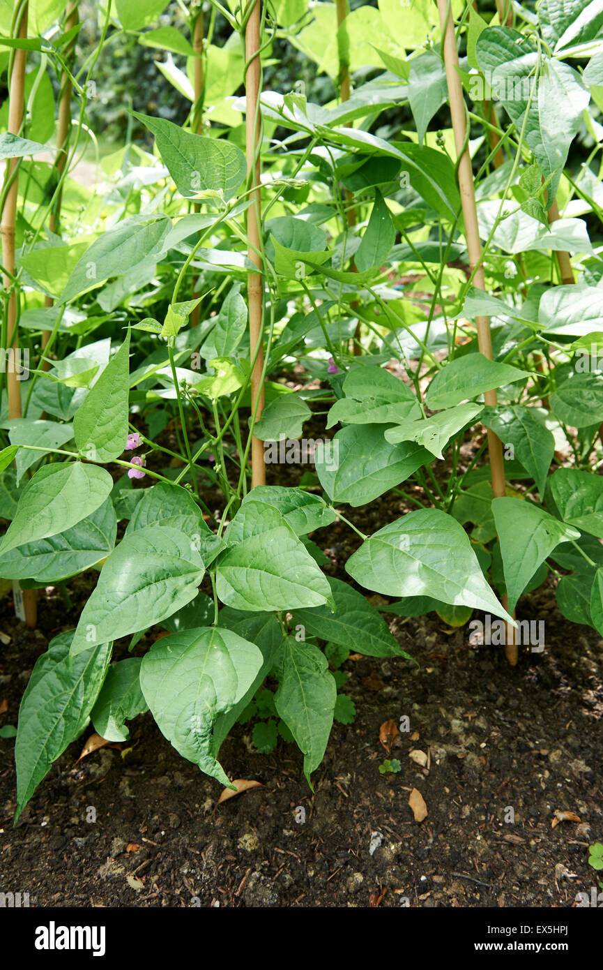 Runner Beans Growing on a Cane Wigwam. Stock Photo