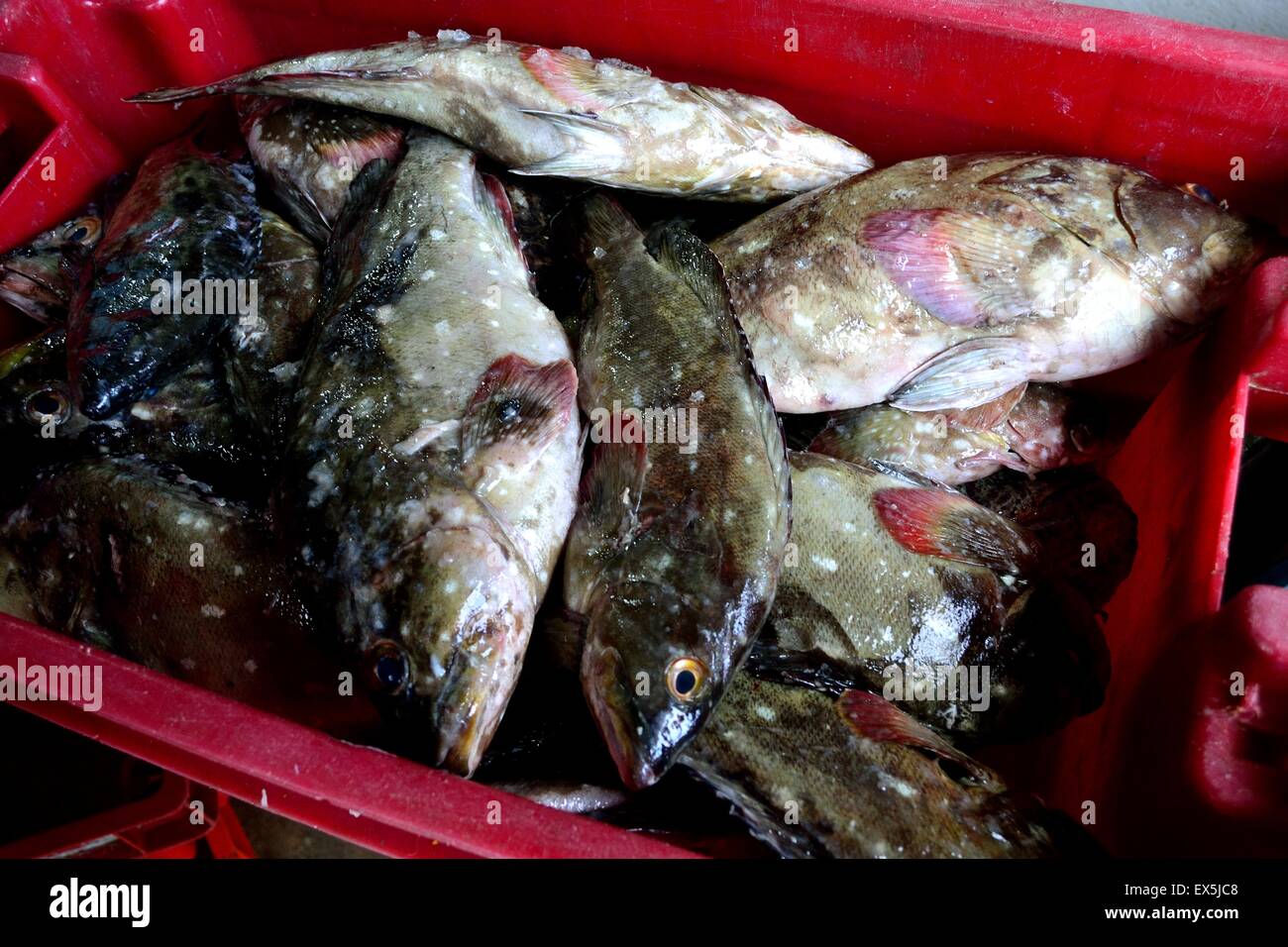 Grouper fish - Port in PUERTO PIZARRO. Department of Tumbes .PERU Stock Photo