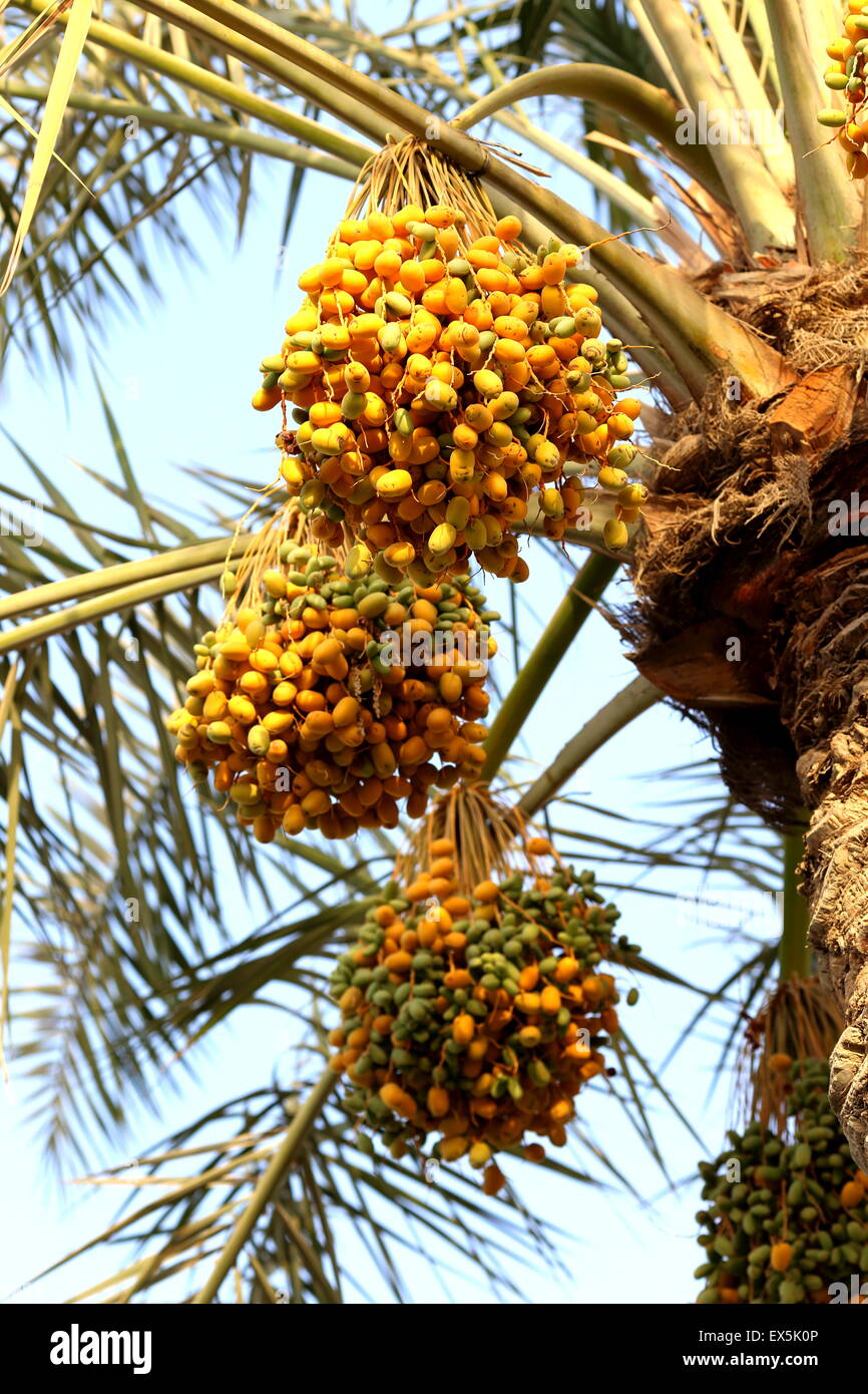 Ripe dates al markh kingdom hi-res stock photography and images - Alamy