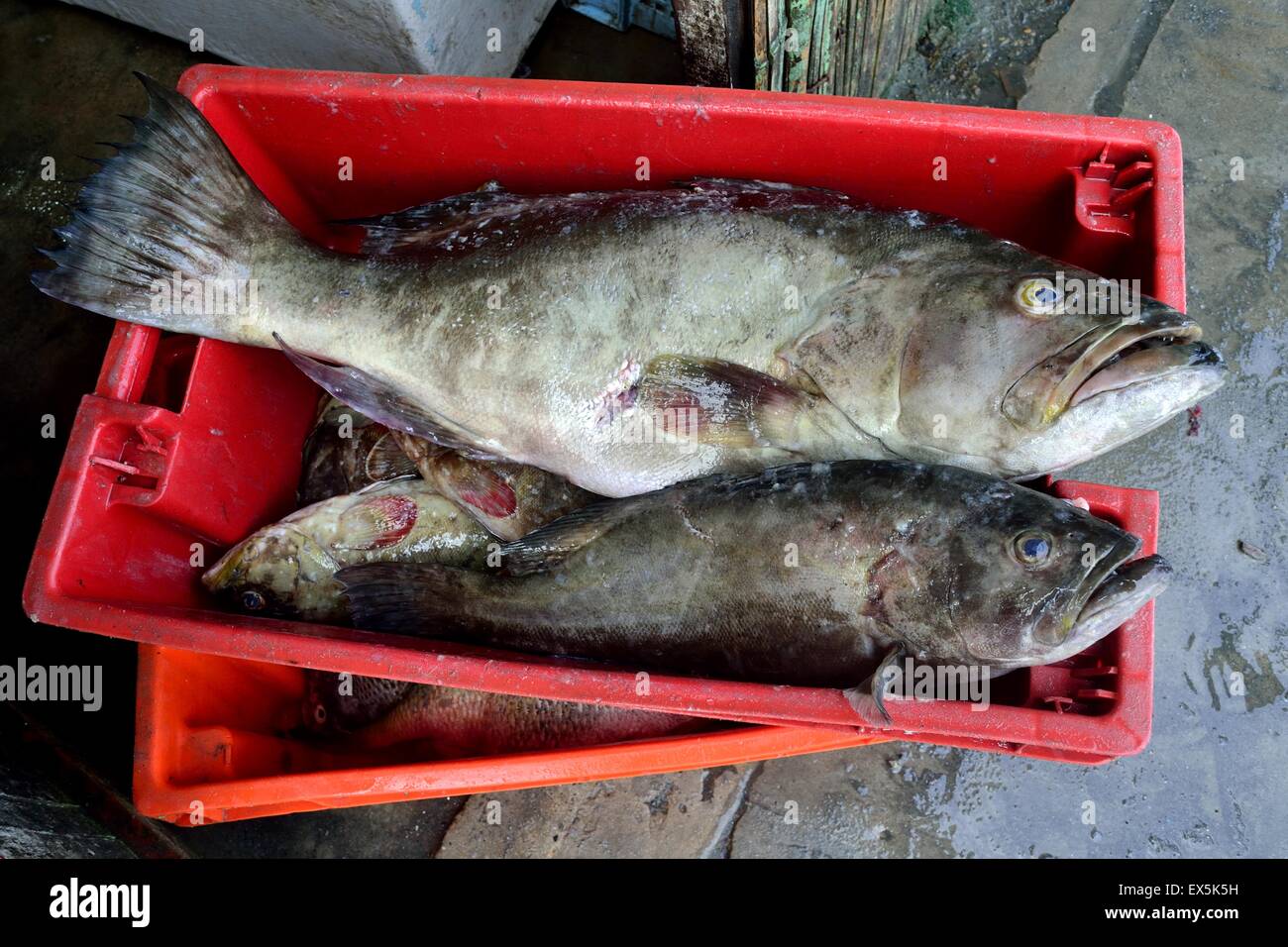 Grouper fish - Port in PUERTO PIZARRO. Department of Tumbes .PERU Stock Photo