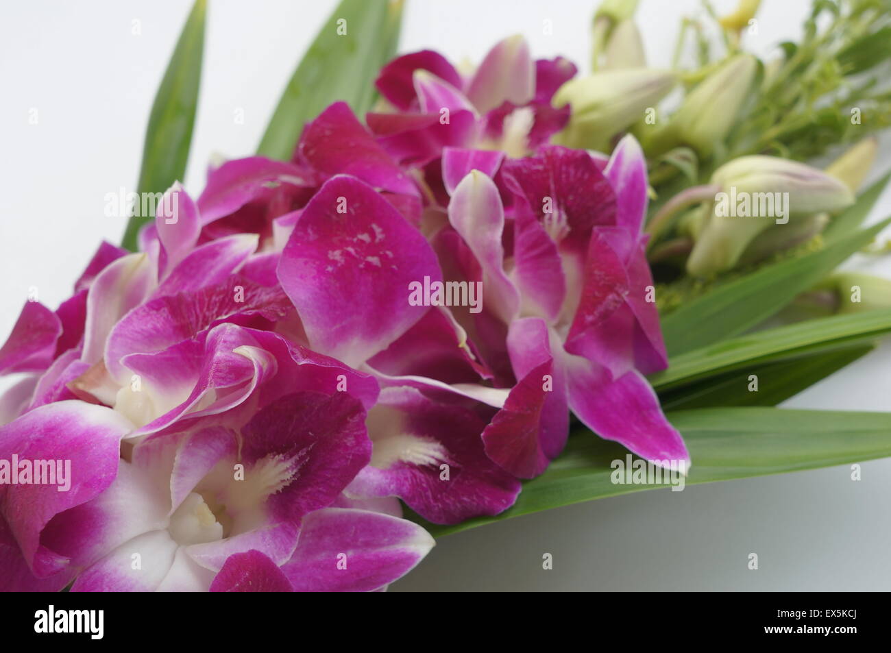 orchid flower floral aroma purple violet tropical Stock Photo