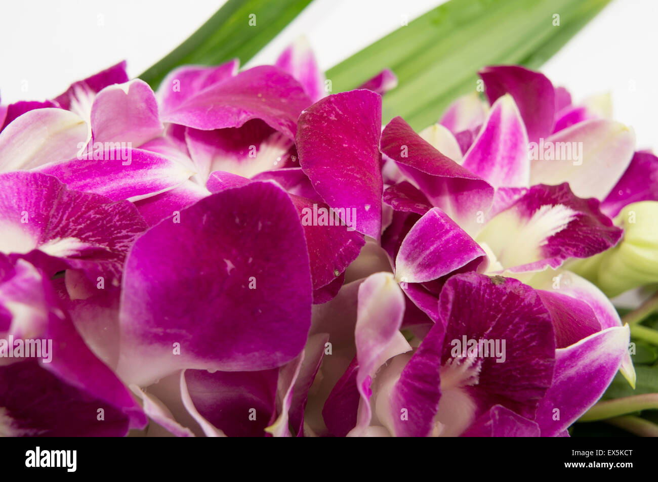 orchid flower floral aroma purple violet tropical Stock Photo