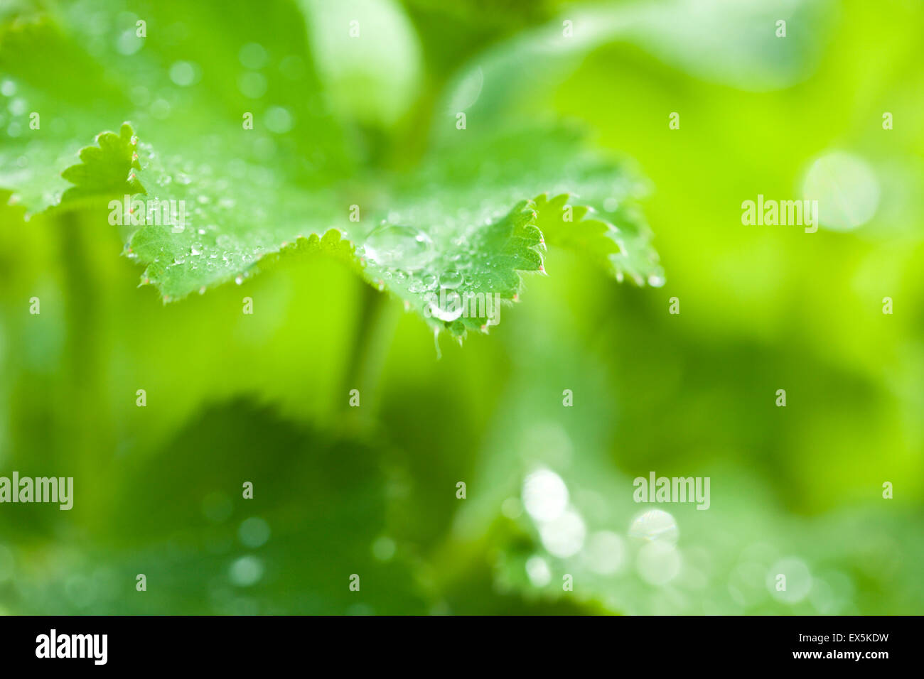 rain drop on edge of leaf, shallow depth of field Stock Photo