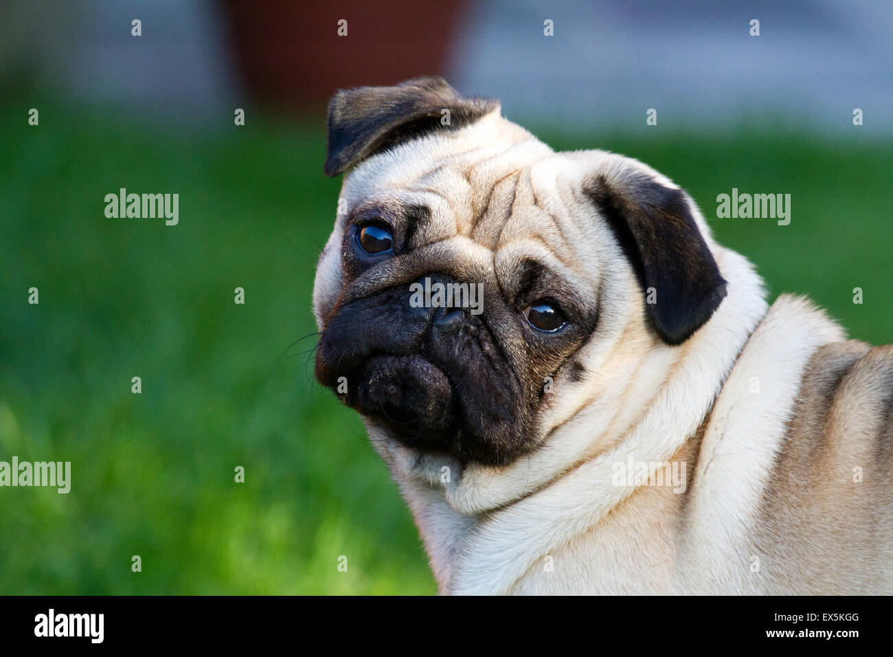 Portrait of cute pet white Pug dog with doleful face, squished little faces, buggy eyes, wrinkly canine in Southport, Merseyside, UK Stock Photo