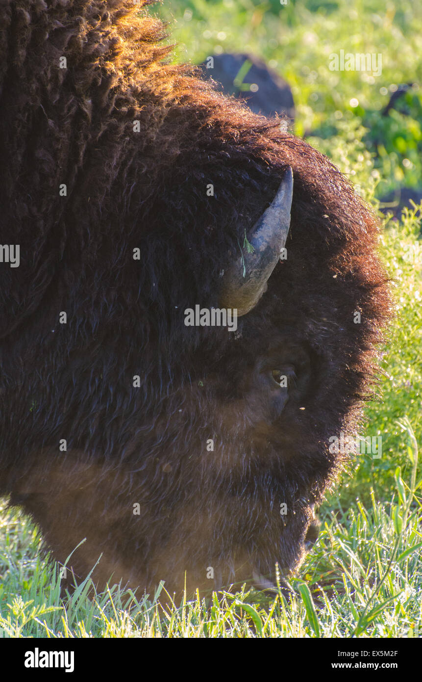 Grazing American Bison, (Bison bison), bull.  Wichita Mountains National Wildlife Refuge, Oklahoma, USA. Stock Photo