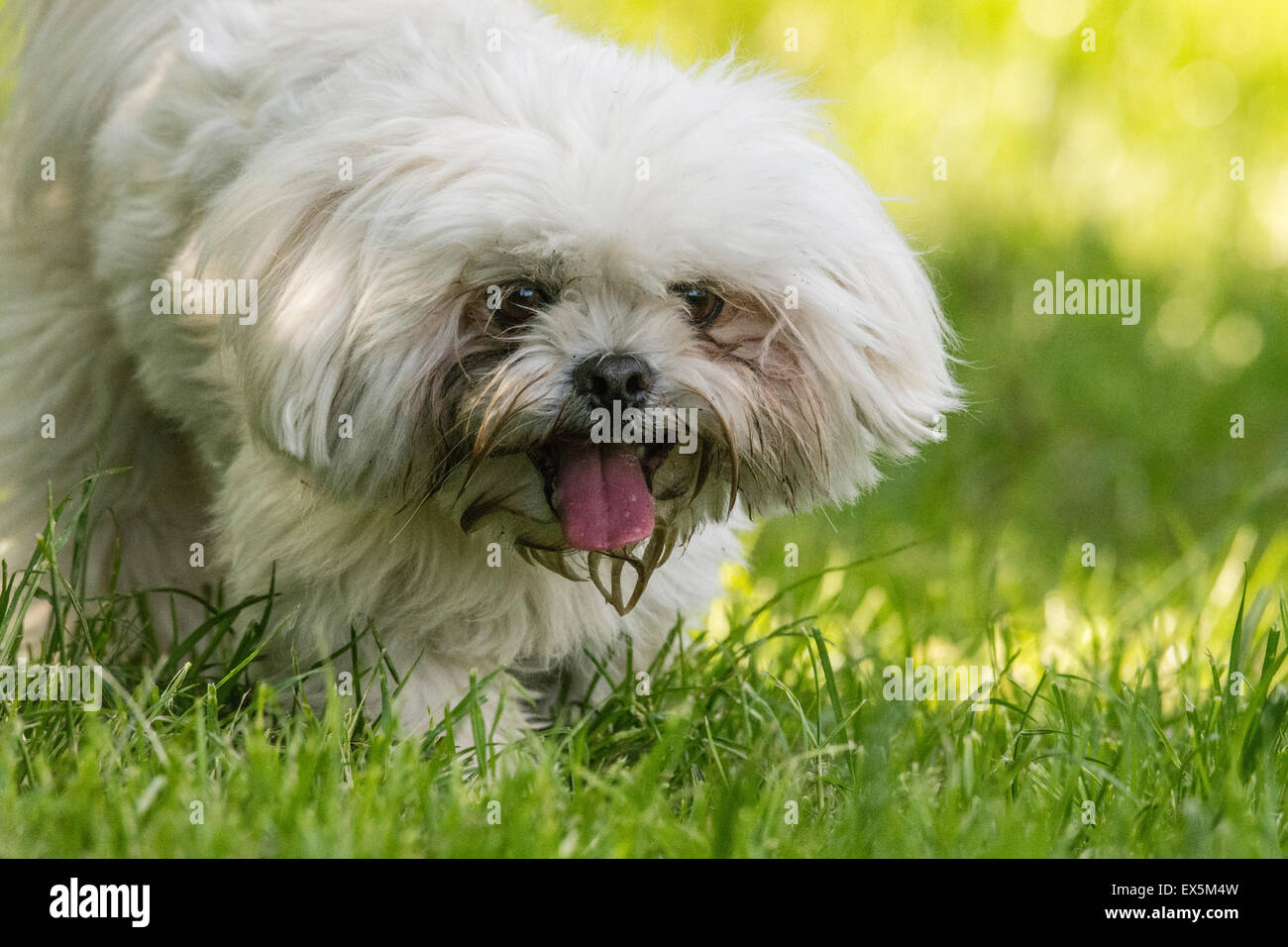 God følelse I første omgang dyr Lhasa Apso likely Maltese cross Stock Photo - Alamy