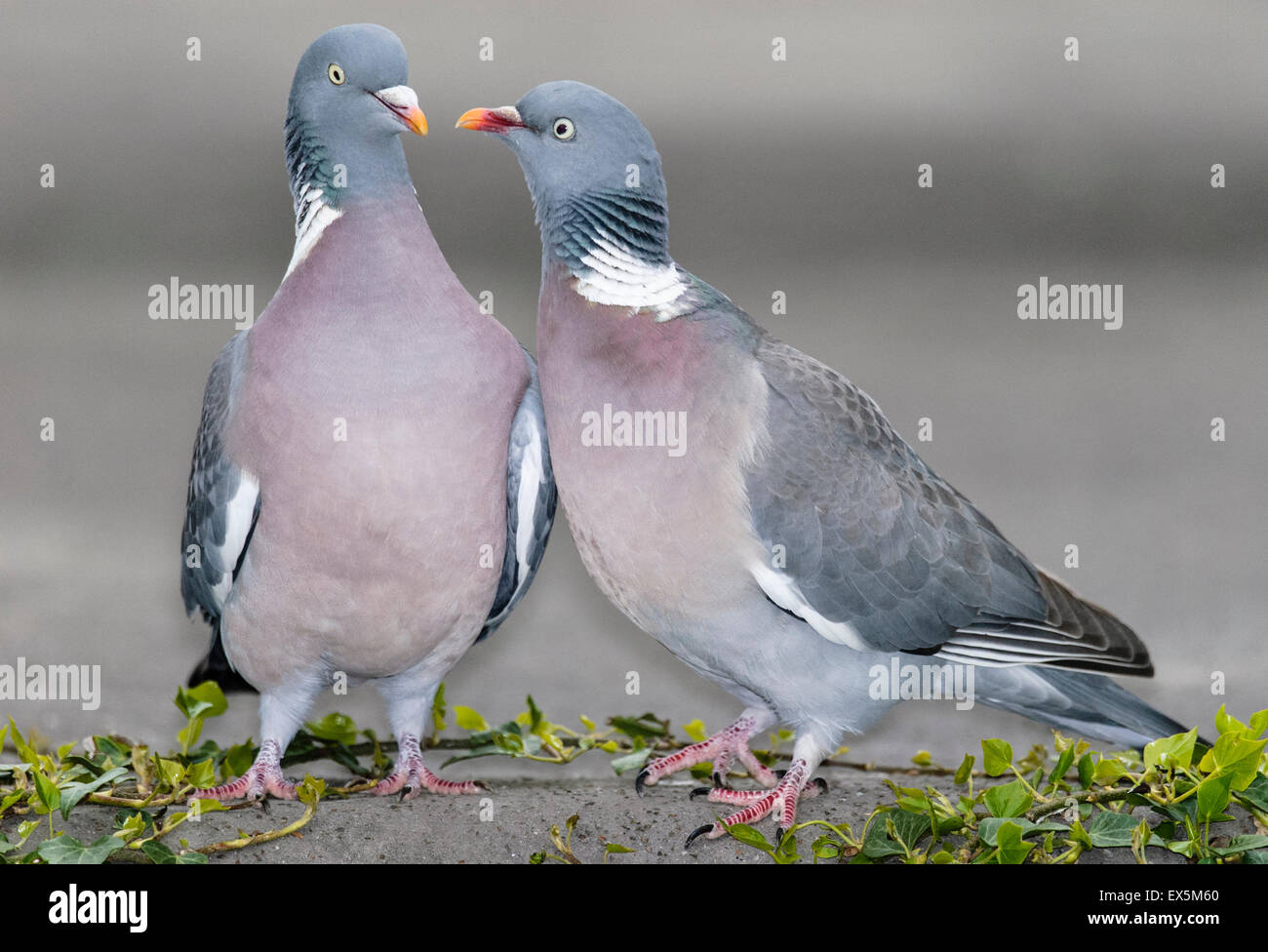 Common Wood Pigeons Courting Stock Photo