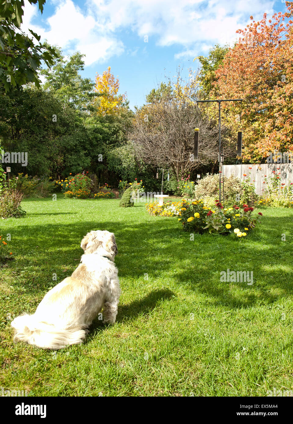 Shih-Tsu dog sitting on a backyard lawn in spring Stock Photo