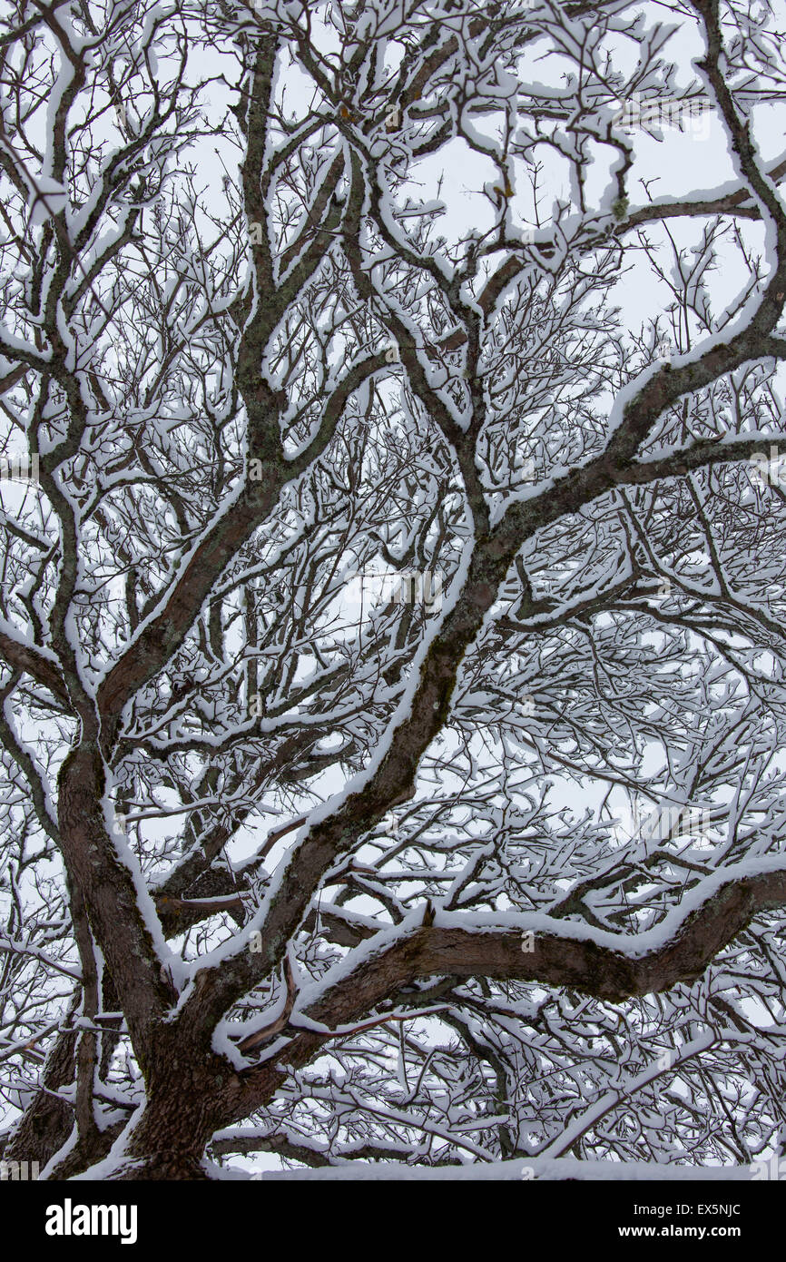 English oak / pedunculate oak / French oak (Quercus robur) branches and twigs covered in snow in winter Stock Photo