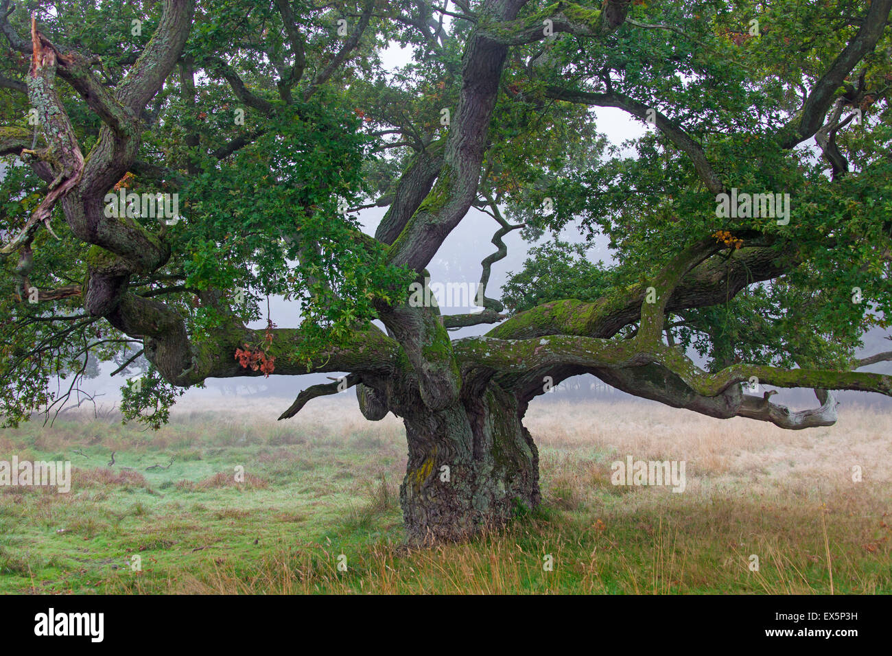 Thick solitary English oak / pedunculate oak / French oak (Quercus robur) in field in the mist Stock Photo