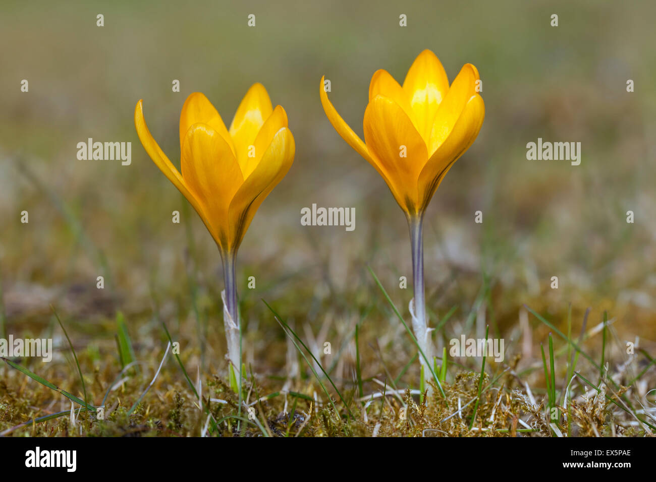 Two spring crocuses / Dutch yellow crocus (Crocus flavus / Crocus luteus) flowering in spring Stock Photo