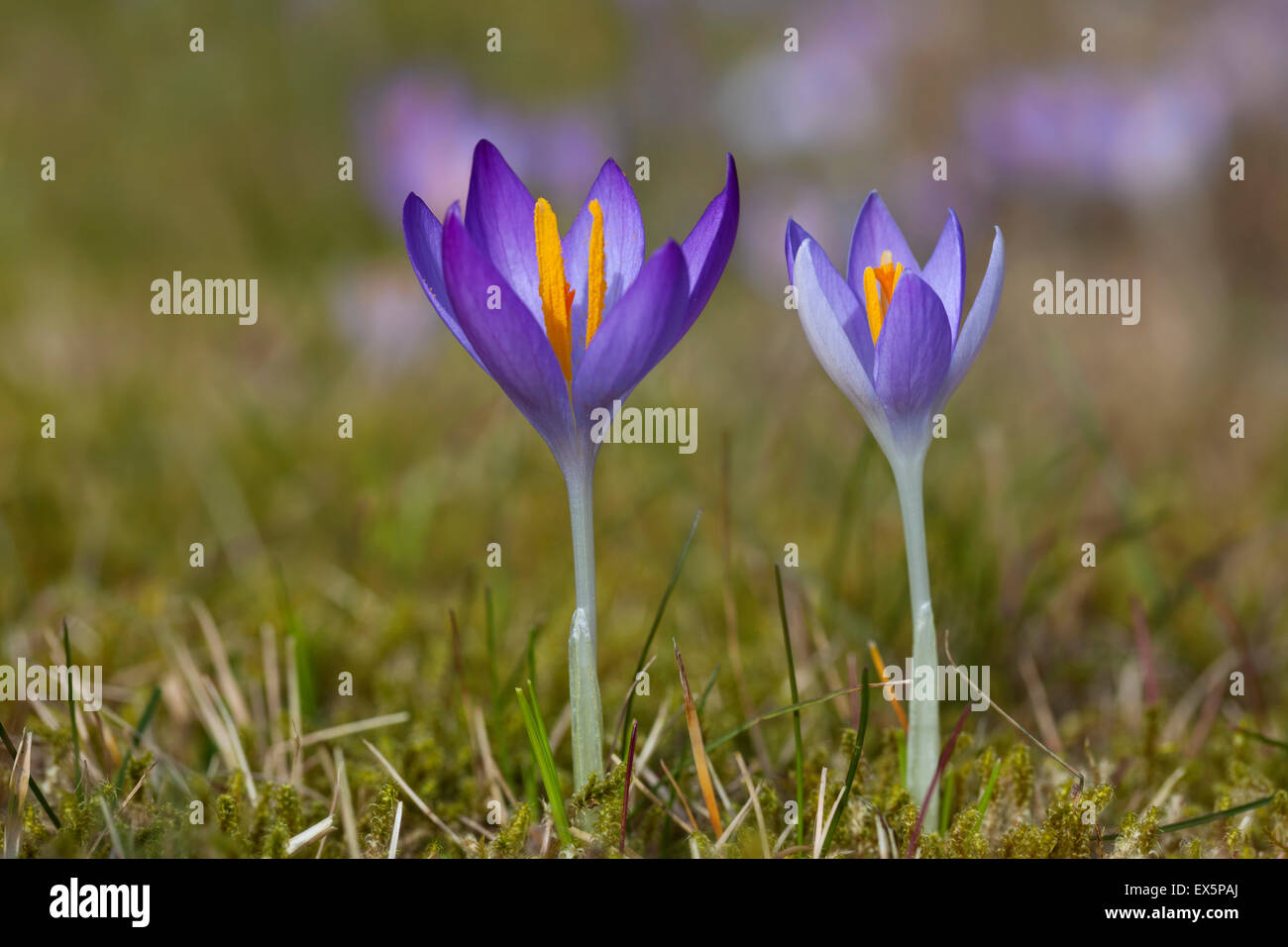 Two spring crocuses / Giant croci (Crocus vernus albiflorus) flowering in spring Stock Photo