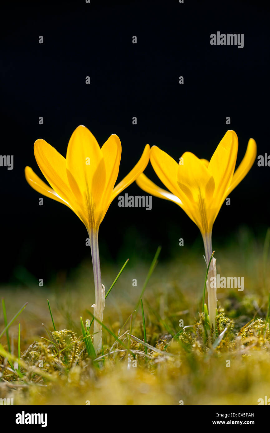 Two spring crocuses / Dutch yellow crocus (Crocus flavus / Crocus luteus) flowering in spring Stock Photo