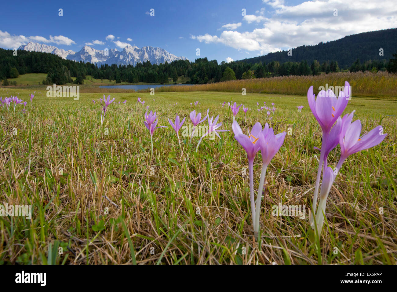 Spring crocuses / Giant croci (Crocus vernus albiflorus) flowering in meadow in spring at Werdenfelser Land, Bavaria, Germany Stock Photo