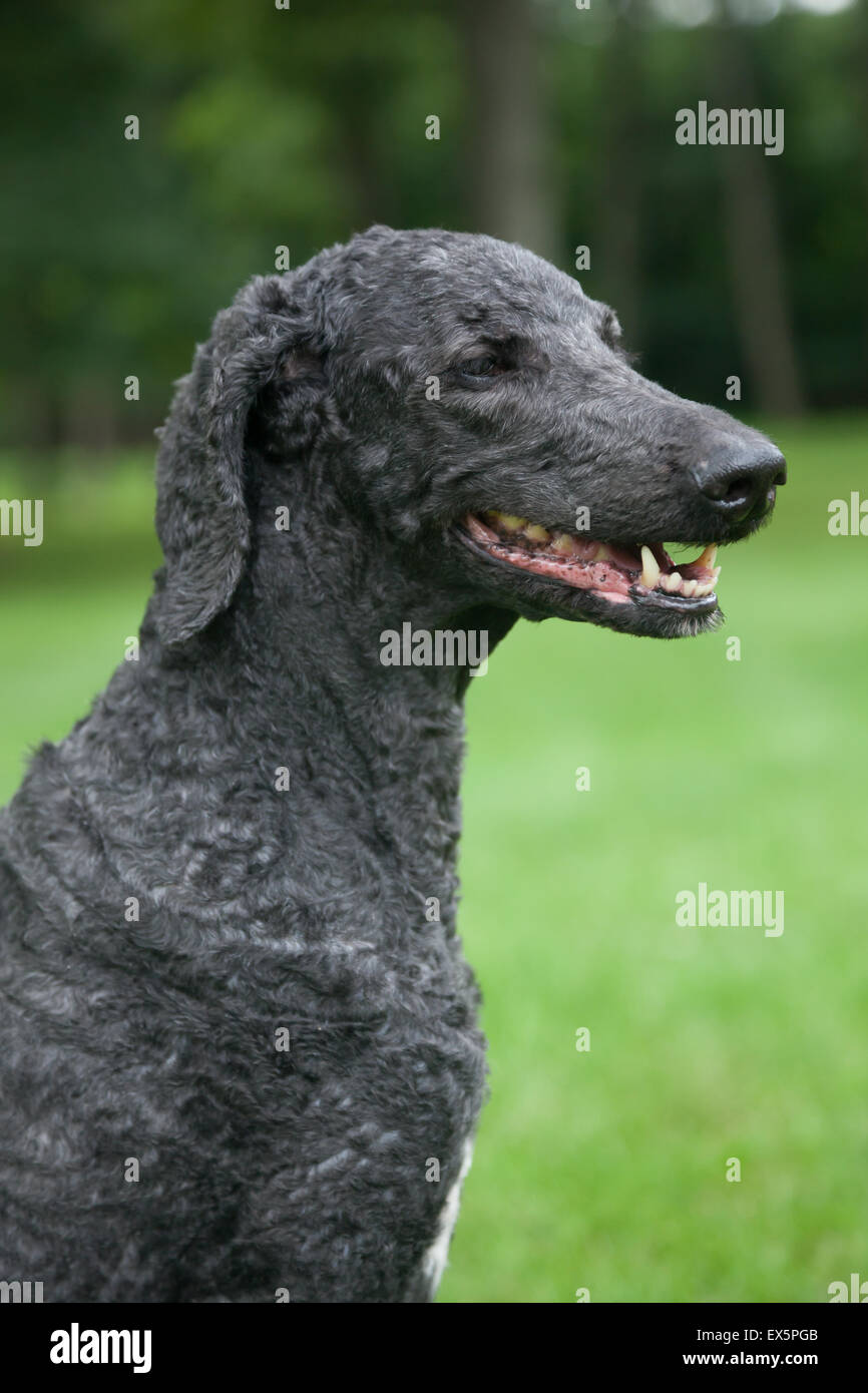An older, male blue standard poodle sits in the bright summer grass. Stock Photo
