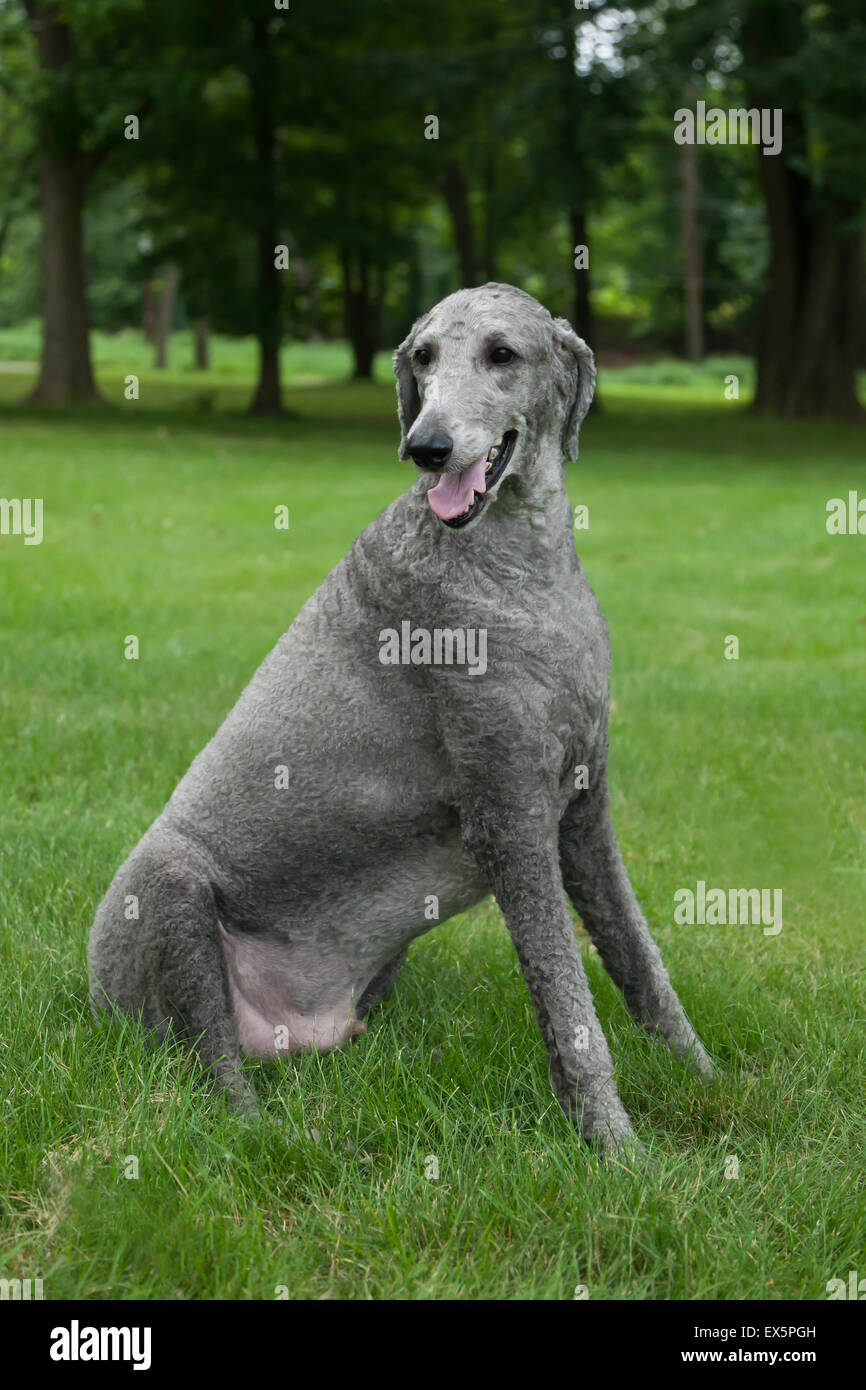 Silver standard store poodle