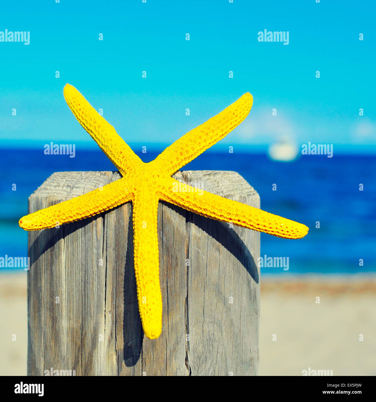 closeup of a yellow starfish on a wooden pole on the beach, with the sea and the horizon in the background Stock Photo