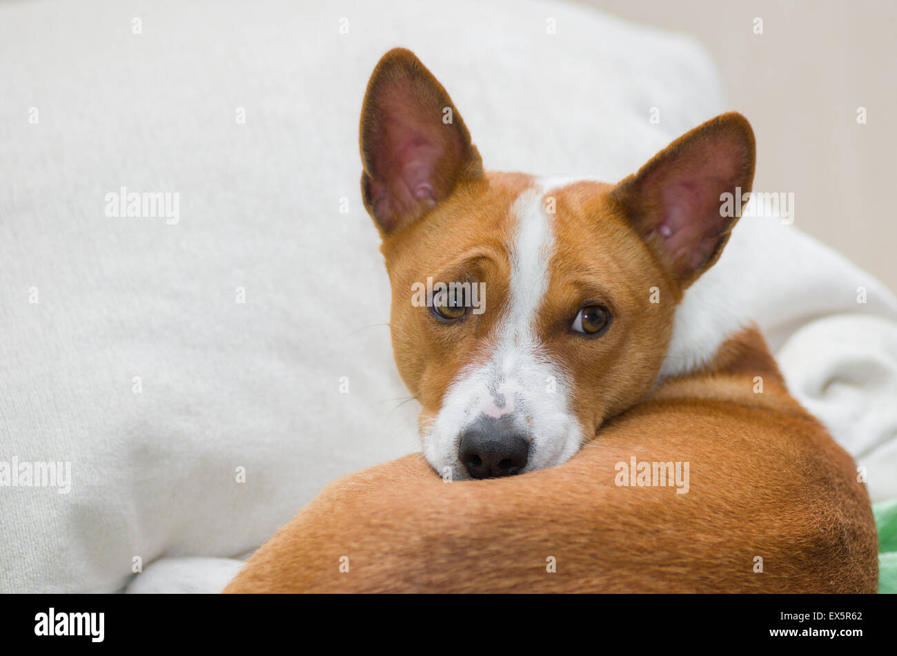 Young basenji dog lying on hi-res stock photography and images - Alamy