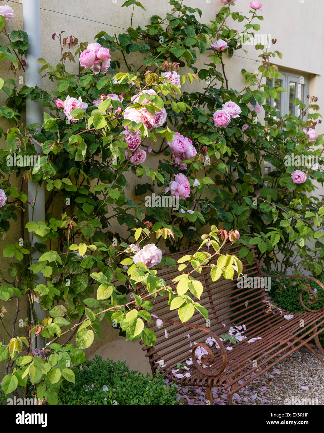 Climbing roses above an old iron bench Stock Photo