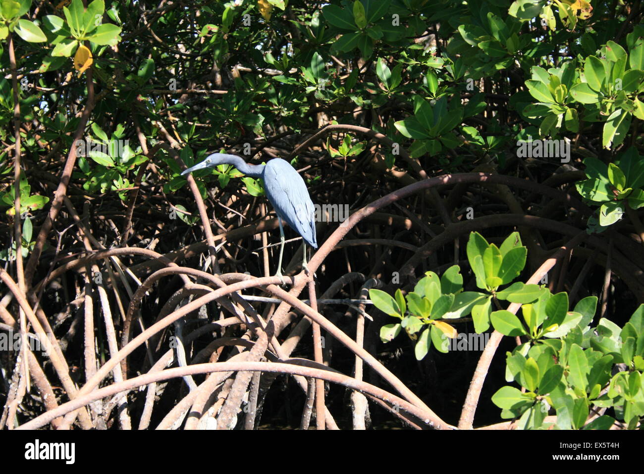 Little Blue Heron South West Florida coast Stock Photo