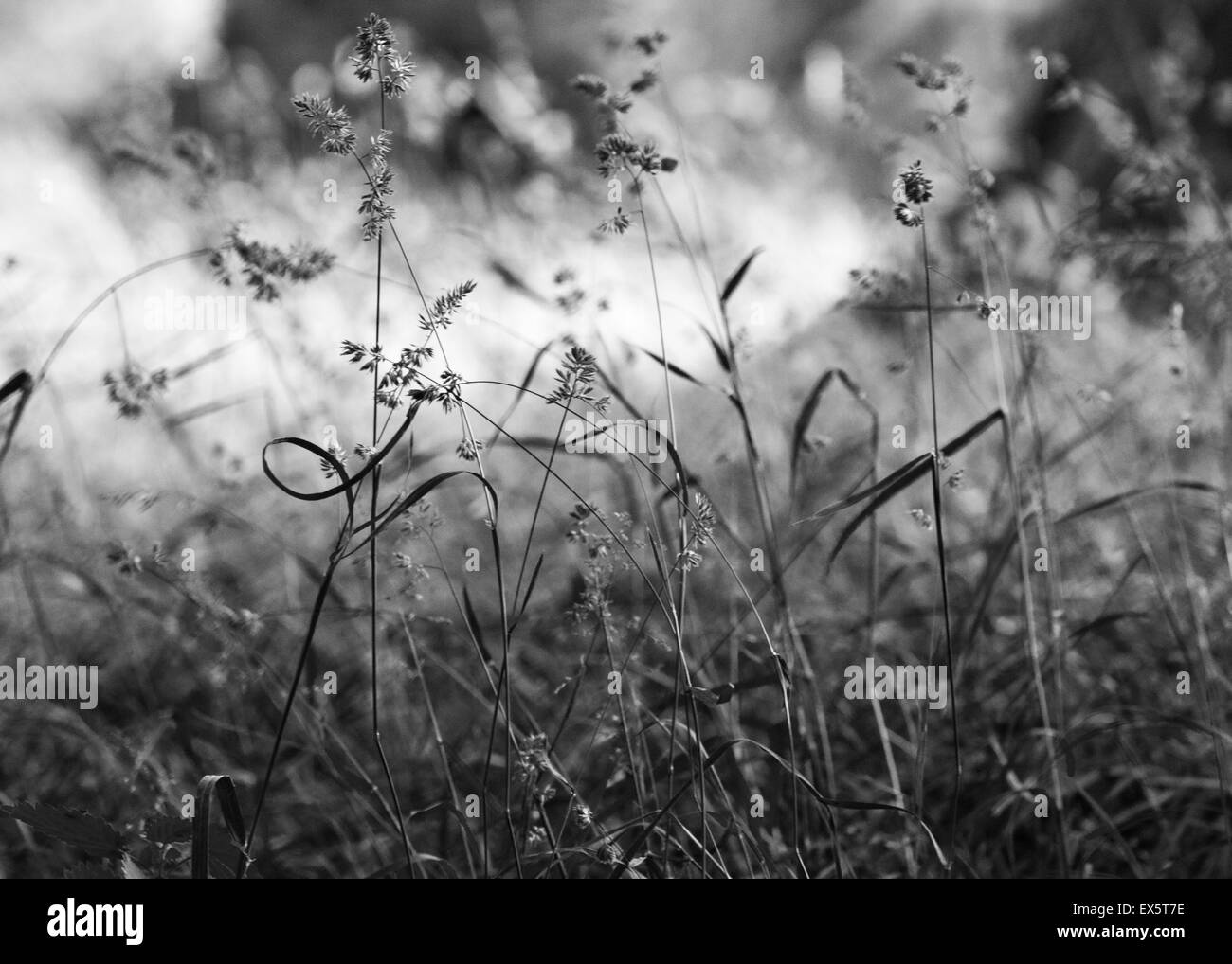 Natural meadows Black and White Stock Photos & Images - Alamy