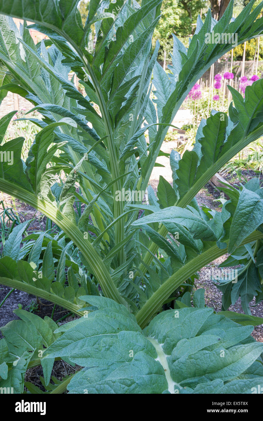 A large leafy Cardoon growing in a kitchen garden in England. Stock Photo