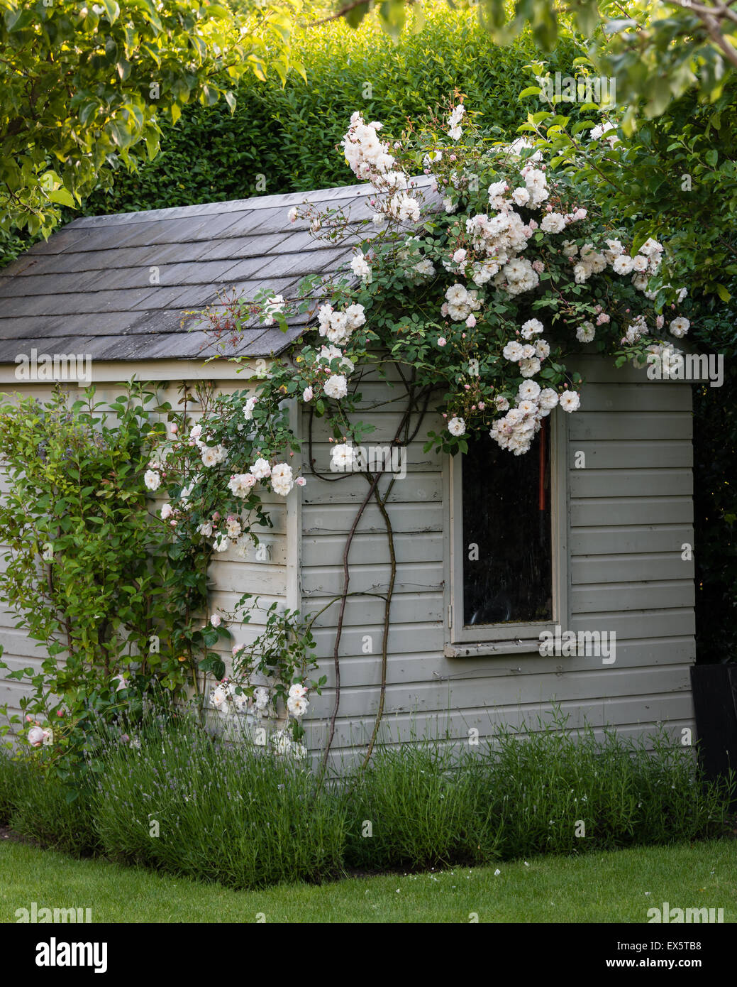 Wooden shed with climbing rose in country garden Stock Photo