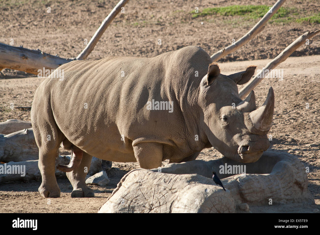 A rhino drinking from a water trough Stock Photo