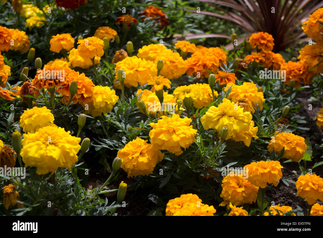 Marigold Zenith Extra mixed in summer bedding Stock Photo