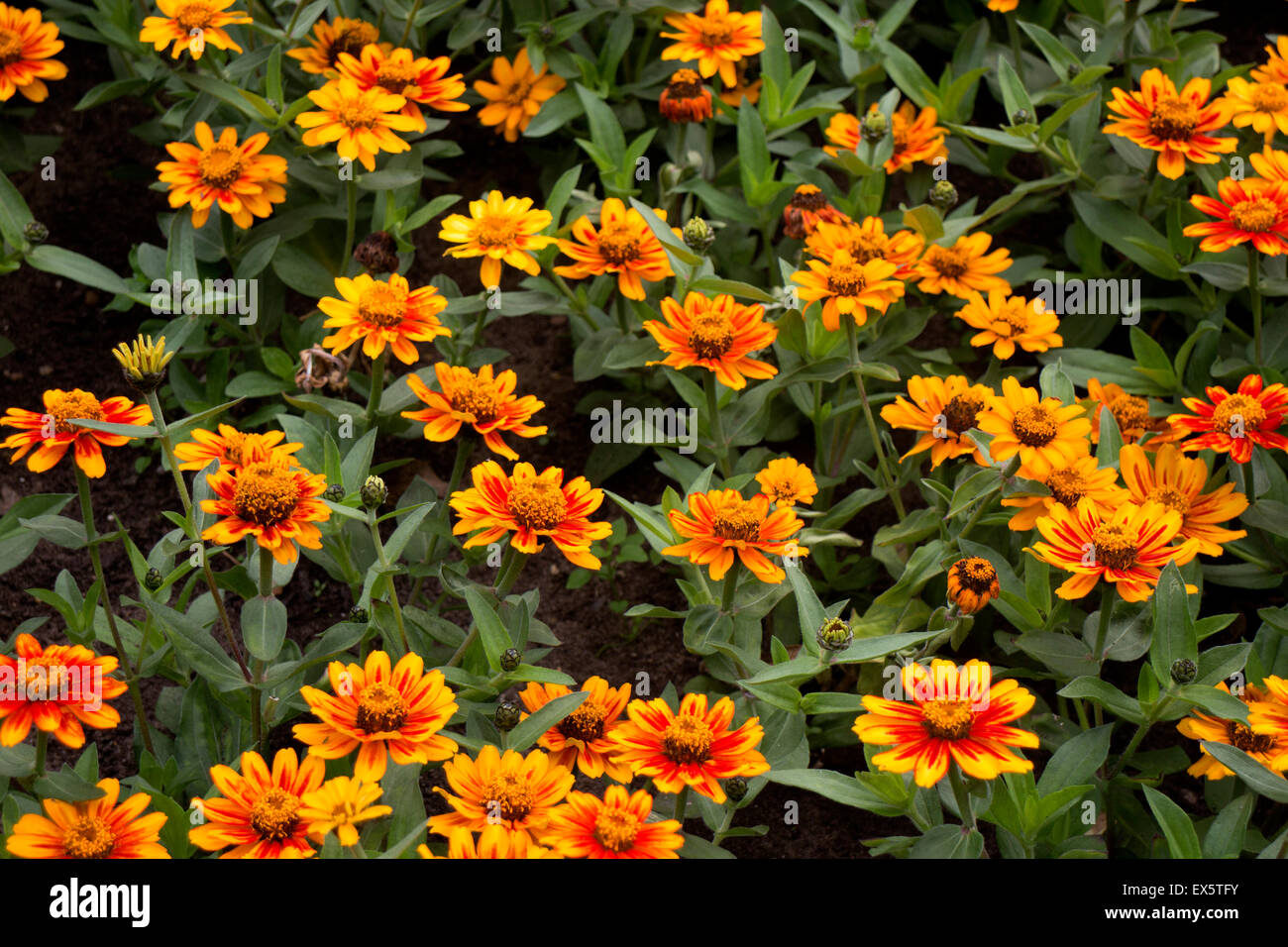 Zinnia Sunburst in summer bedding Stock Photo Alamy