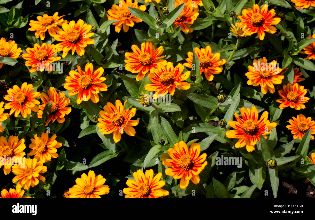Zinnia Sunburst in summer bedding Stock Photo Alamy