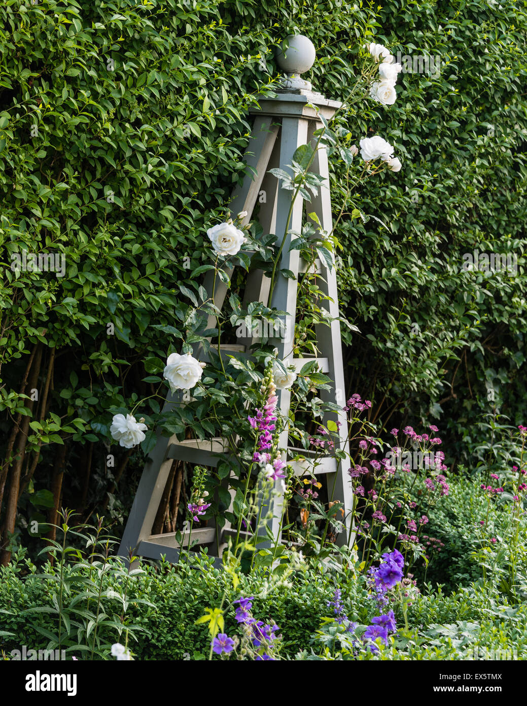Climbing rose on plant stand Stock Photo