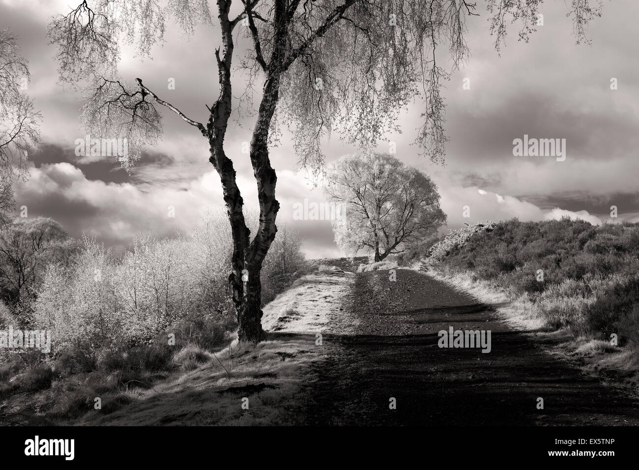 Black and white landscape photograph of Silver Birch trees along Sherbrook Valley path in spring on Cannock Chase AONB Area of O Stock Photo