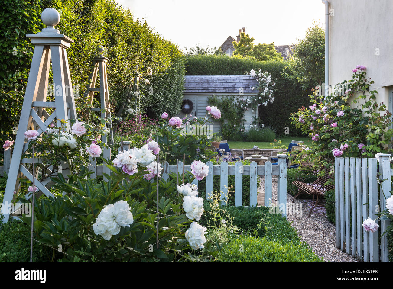 Peonies and box hedge in country garden Stock Photo