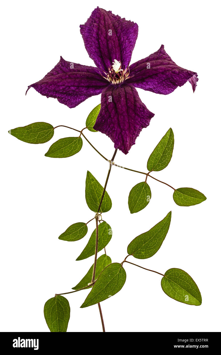 Clematis flowers, isolated on white background Stock Photo Alamy