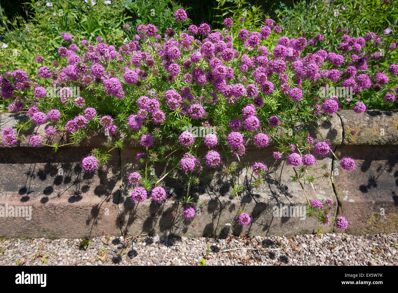 Phuopsis Stylosa growing over stone edging beside a garden path. Stock Photo