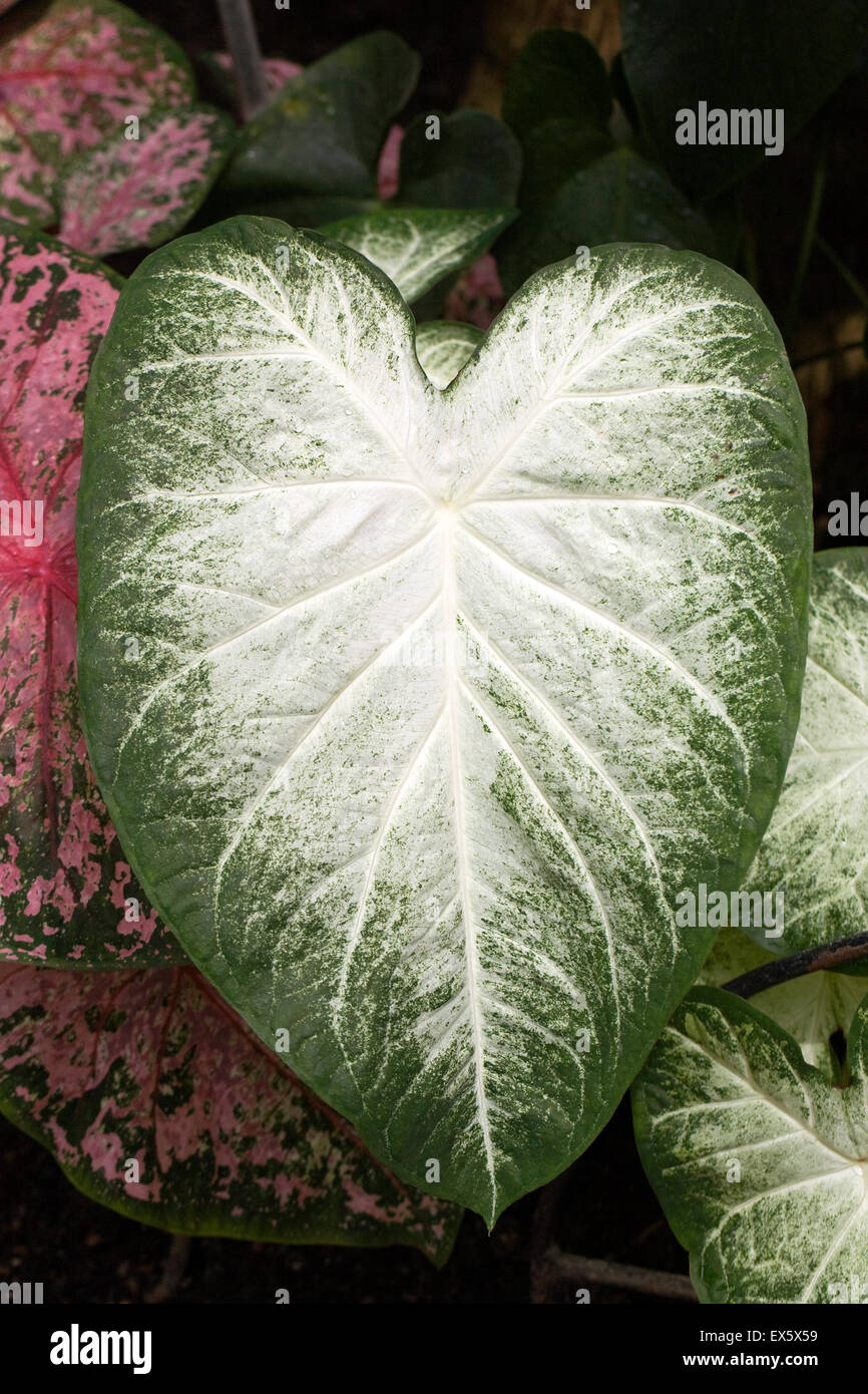 Caladium 'Grey Ghost' leaf, growing in a protected environment. Stock Photo