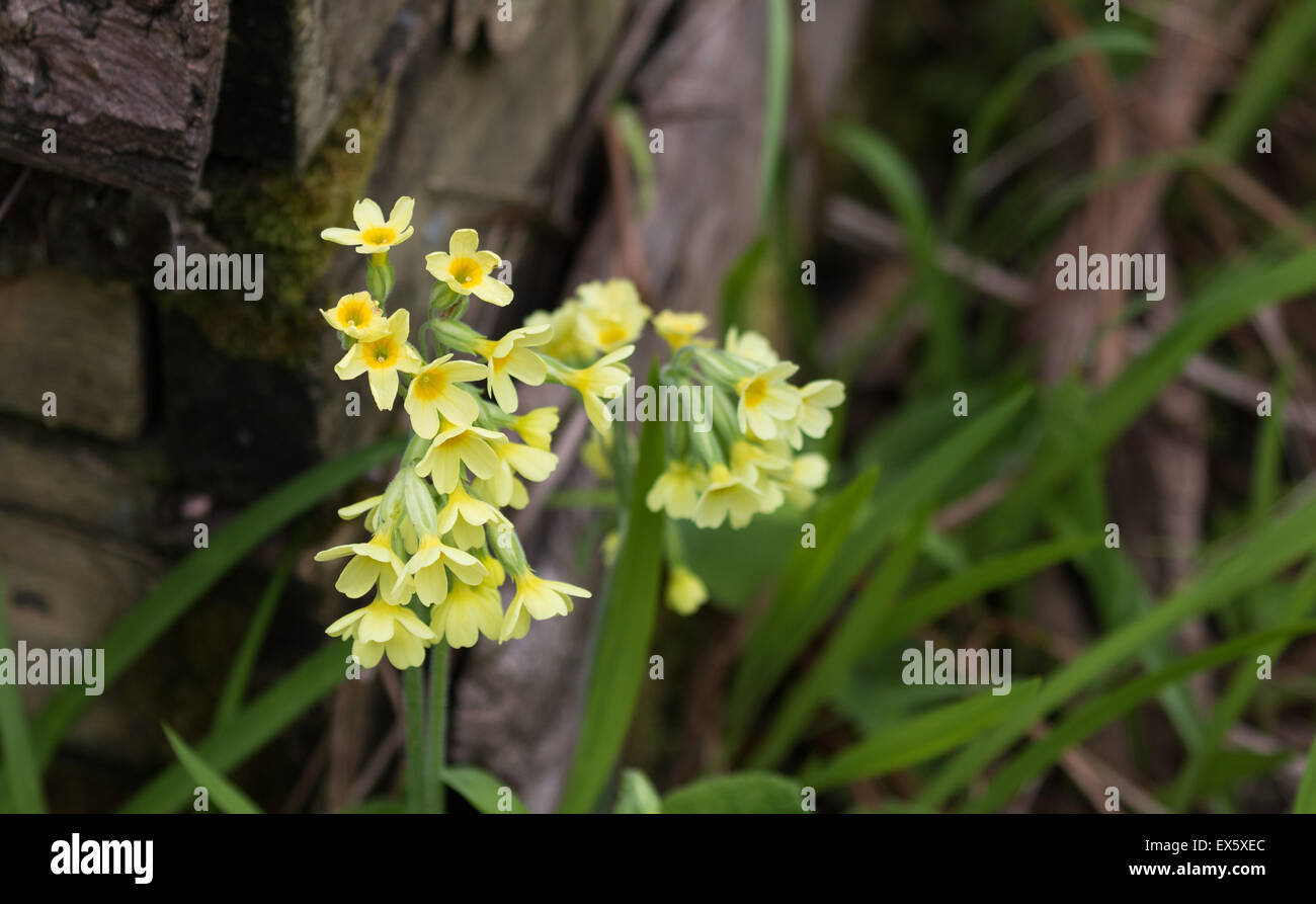 Primula elatior - Woodland wildflower. Common names: oxlip, great cowslip, true oxlip and bardfield. Stock Photo